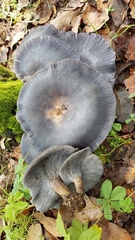 Omphalotus mexicanus