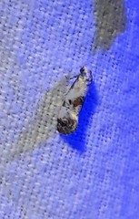 Neocochylis hybridella