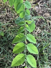 Gymnocladus dioicus