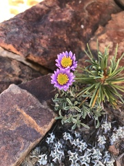 Erigeron pygmaeus