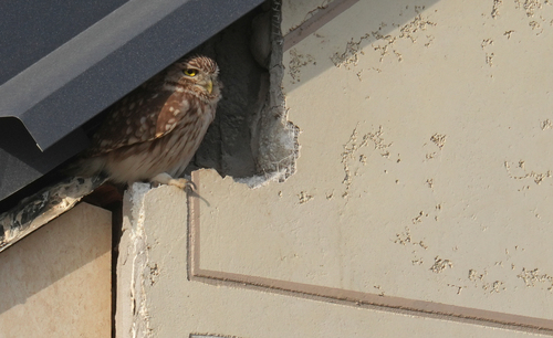 Little Owl