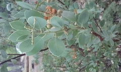 Arctostaphylos viscida mariposa