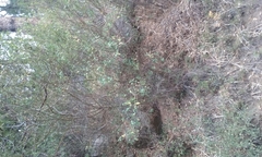 Ceanothus integerrimus macrothyrsus