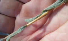 Lessingia leptoclada