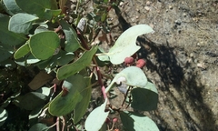 Arctostaphylos viscida mariposa