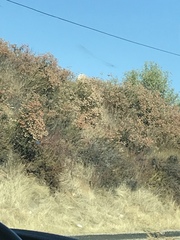 Eriogonum fasciculatum