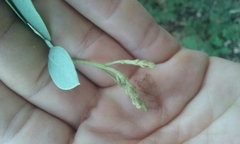 Arctostaphylos viscida mariposa