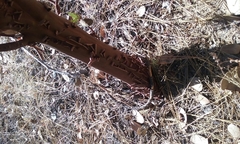 Arctostaphylos viscida mariposa