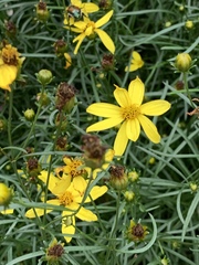 Coreopsis verticillata