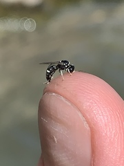 Clitemnestra bipunctata