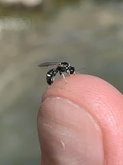 Clitemnestra bipunctata