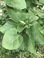 Catalpa