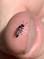 Clitemnestra bipunctata