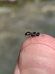 Clitemnestra bipunctata