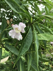 × chitalpa tashkentensis
