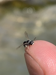 Clitemnestra bipunctata