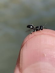 Clitemnestra bipunctata