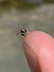 Clitemnestra bipunctata