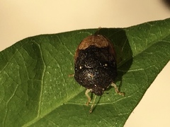 Brachycoris semiflavus