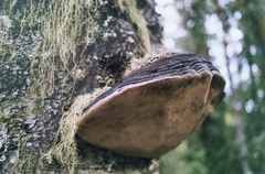 Phellinus cinereus