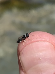 Clitemnestra bipunctata