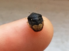 Brachycoris semiflavus