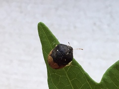 Brachycoris semiflavus