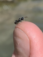 Clitemnestra bipunctata