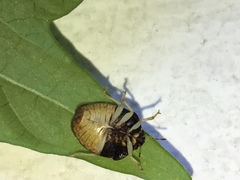 Brachycoris semiflavus