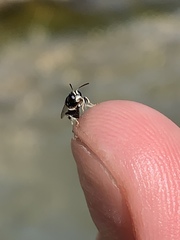 Clitemnestra bipunctata