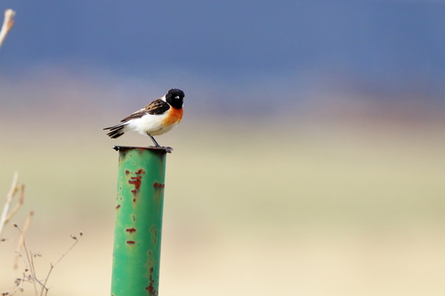 Siberian Stonechat (Saxicola maurus), photo 4