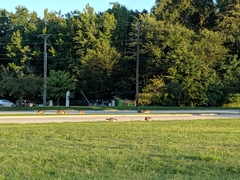 Branta canadensis