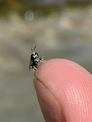 Clitemnestra bipunctata