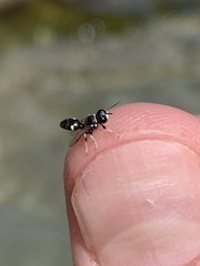 Clitemnestra bipunctata