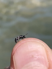 Clitemnestra bipunctata