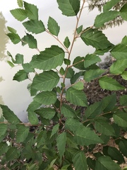 Betula nigra