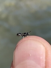 Clitemnestra bipunctata