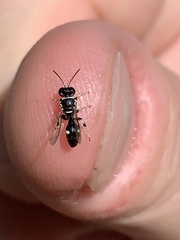 Clitemnestra bipunctata
