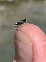 Clitemnestra bipunctata
