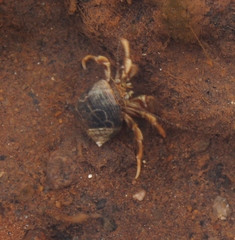 Pagurus longicarpus