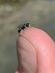 Clitemnestra bipunctata