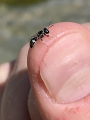 Clitemnestra bipunctata