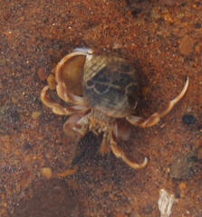Pagurus longicarpus
