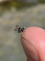 Clitemnestra bipunctata