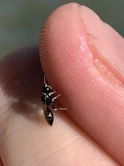 Clitemnestra bipunctata