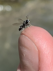 Clitemnestra bipunctata