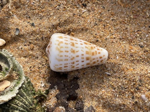 Conus pulcher observed 2025-02-24