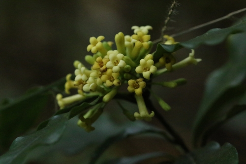 Image of Pittosporum glabratum by no rights reserved
