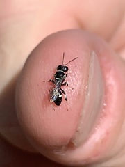 Clitemnestra bipunctata