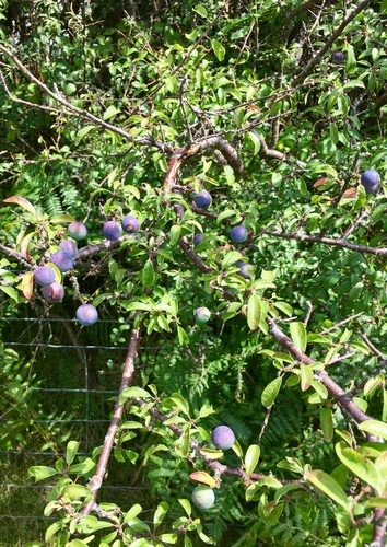 Prunus spinosa
